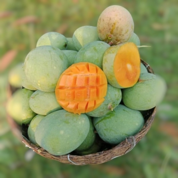 রাজশাহীর বিখ্যাত হিমসাগর(ফরমালিন মুক্ত)-১০কেজি